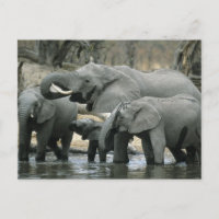 Elefante Africano, (Loxodonta africana), bebendo