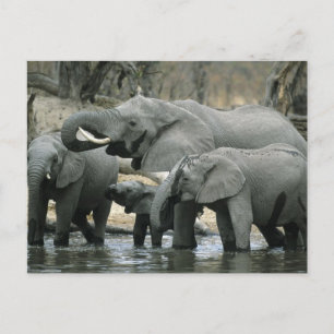 Cartão Postal Elefante Africano, (Loxodonta africana), bebendo