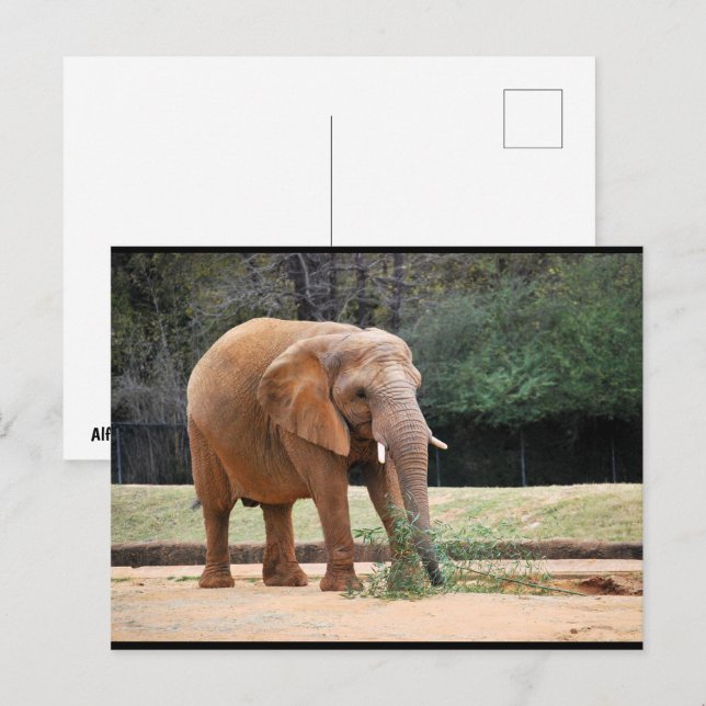 Cartão Postal Elefante Africano no Parque (Frente/Verso)