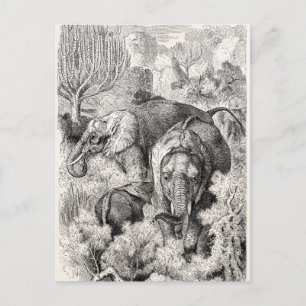 Cartão Postal Elefante africano vintage do século XIX - Elefante