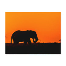 Elefante ao pôr do sol na boia
