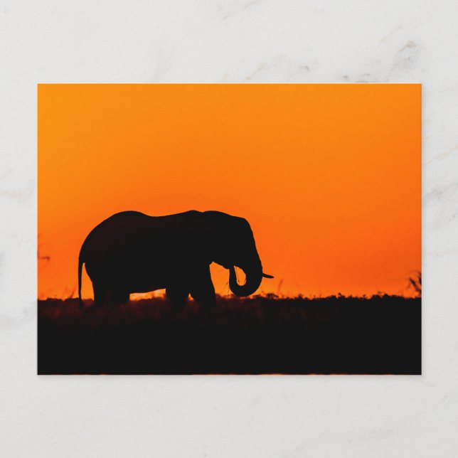 Cartão Postal Elefante ao pôr do sol na boia (Frente)