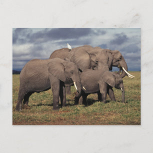 Cartão Postal Elefante Baby African com família