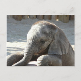 Cartão Postal elefante bebê