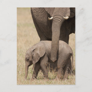 Cartão Postal Elefante-bebê africano com mãe