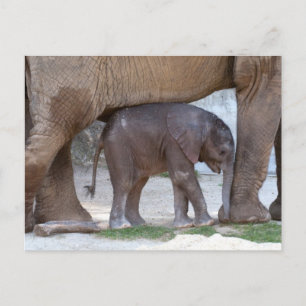 Cartão Postal Elefante Bebê Escondendo-Se Sob Mãe