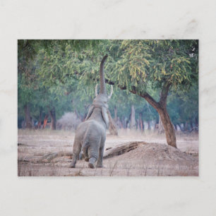 Cartão Postal Elefante chegando à Acácia