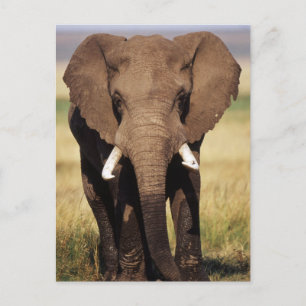 Cartão Postal Elefante-da-savana-africano