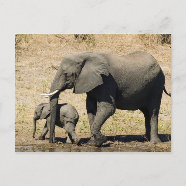 Cartão Postal Elefante e mãe do bebê (Frente)