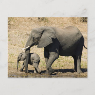 Cartão Postal Elefante e mãe do bebê