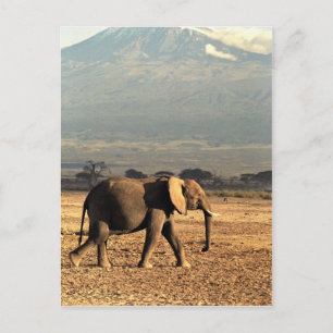 Cartão Postal Elefante em frente ao Kilimanjaro