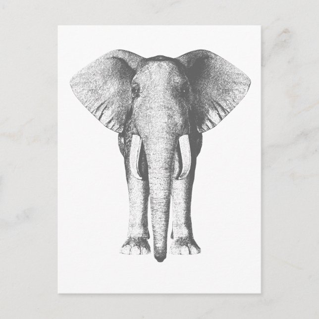 Cartão Postal Elefante em preto e branco (Frente)