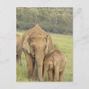Cartão Postal Elefante indiano / asiático e filhote, Corbett