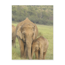 Elefante indiano / asiático e filhote, Corbett
