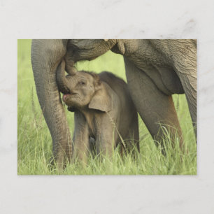 Cartão Postal Elefante indiano / asiático e filhote, Corbett 2