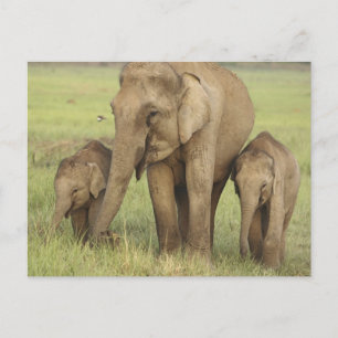 Cartão Postal Elefante Indiano Asiático e Filhotes