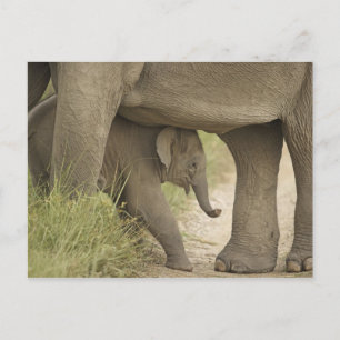 Cartão Postal Elefante indiano/asiático e jovem,Corbett