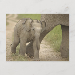 Cartão Postal Elefante indiano/asiático e jovem,Corbett 2