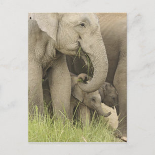 Cartão Postal Elefante indiano/asiático e jovem,Corbett 3