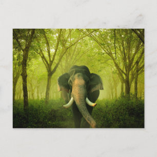 Cartão Postal Elefante Indiano Incrível Floresta Verde de Mamí