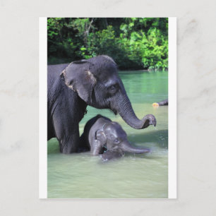 Cartão Postal Elefante-mãe e bebê no rio