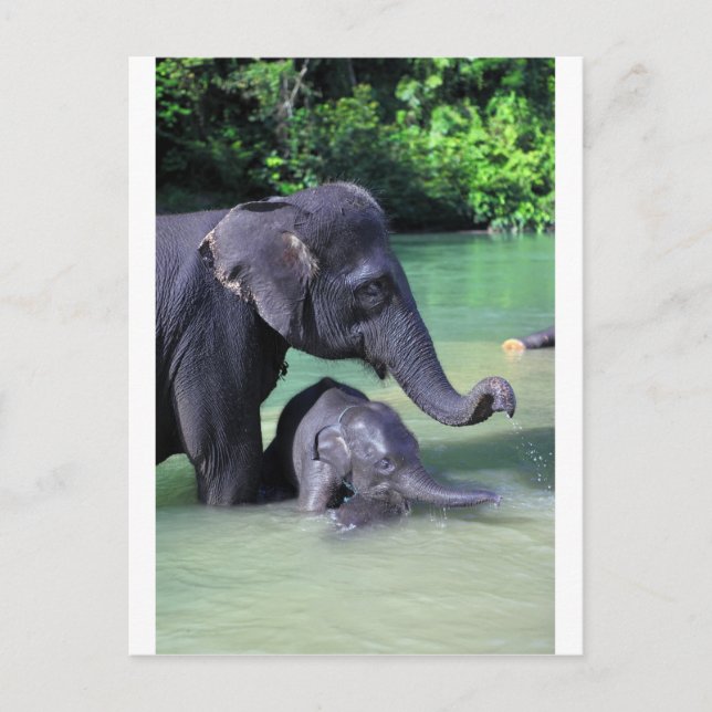 Cartão Postal Elefante-mãe e bebê no rio (Frente)