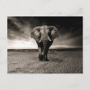 Cartão Postal Elefante na Corrida