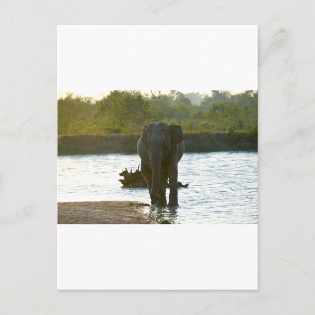 Cartão Postal Elefante no cais (Frente)