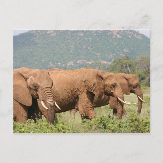 Cartão Postal Elefante no savana, Samburu, Quénia, África (Frente)
