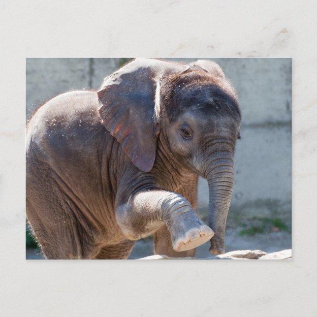 Cartão Postal Elefante para Bebê Adorável (Frente)