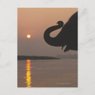 Cartão Postal Elefante, Parque Nacional de Chitwan, Nepal