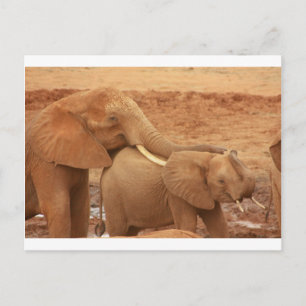 Cartão Postal elefante personalizado personalizar aniversários d