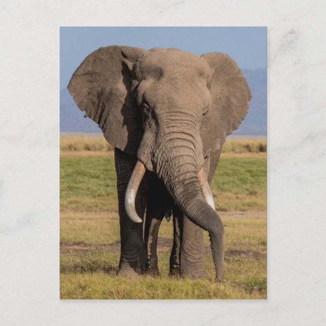 Cartão Postal Elefante Procurando (Frente)