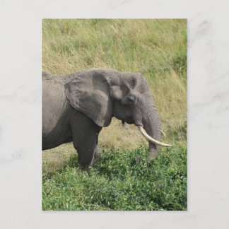 Cartão Postal Elefante-Uganda-África-2