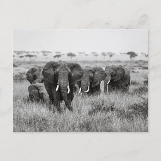 Cartão Postal Elefanten in der Masai Mara Postkarte