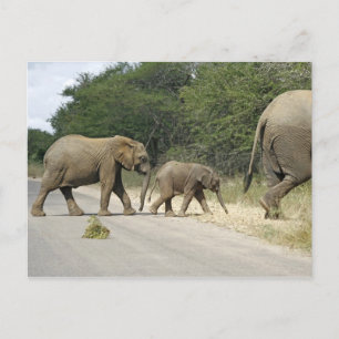 Cartão Postal Elefantes