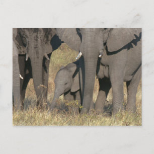 Cartão Postal Elefantes africanos