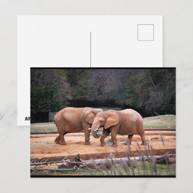 Cartão Postal Elefantes Africanos (Frente/Verso)