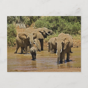 Cartão Postal Elefantes Africanos, Loxodonta Africana, Samburu