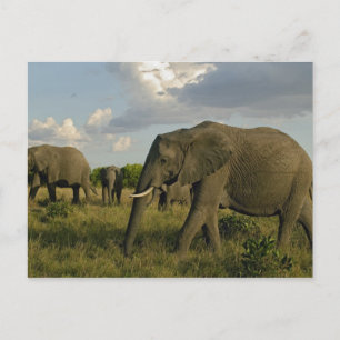 Cartão Postal Elefantes africanos pastando, Loxodonta africana,