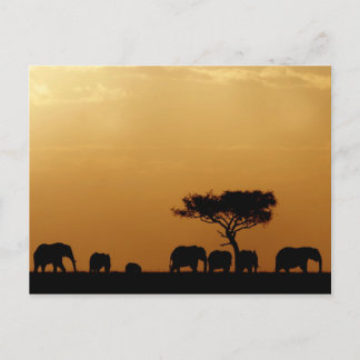 Cartão Postal Elefantes ao Pôr do Sol