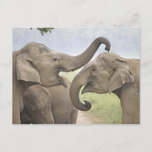 Cartão Postal Elefantes indianos/asiáticos jogam a luta, Corbet