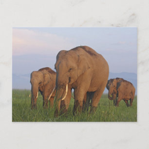 Cartão Postal Elefantes indianos na pradaria,Corbett
