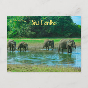 Cartão Postal Elefantes no Parque Nacional de Udawalawa Sri Lank