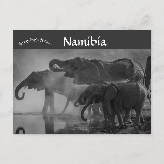 Cartão Postal Elefantes no Parque Nacional Etosha Namíbia (Frente)