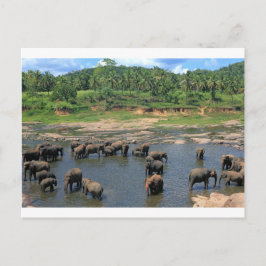 Cartão Postal Elefantes Sri Lanka