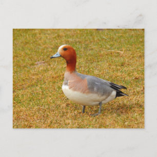 Cartão Postal Elegância