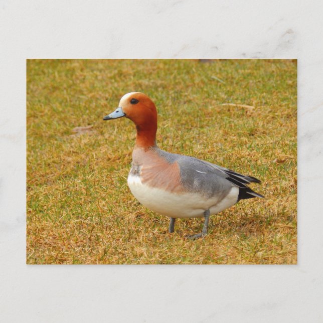 Cartão Postal Elegância (Frente)