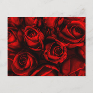 Cartão postal Elegância de rosa vermelha