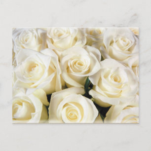 Cartão Postal Elegância Rosa Branca